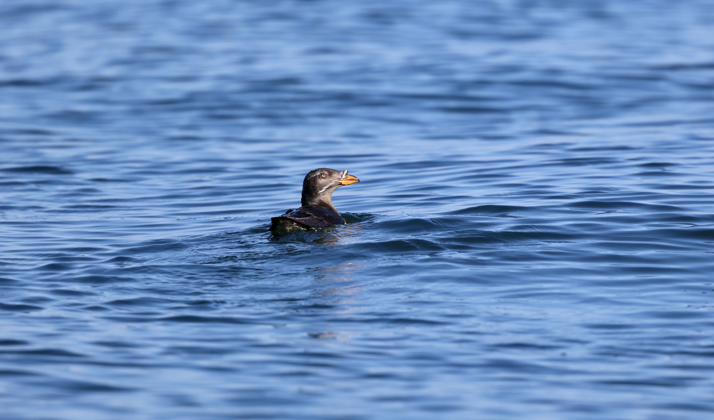 Tofino Bird Watching Tours | Seabirds, Sea Otters at Cleland